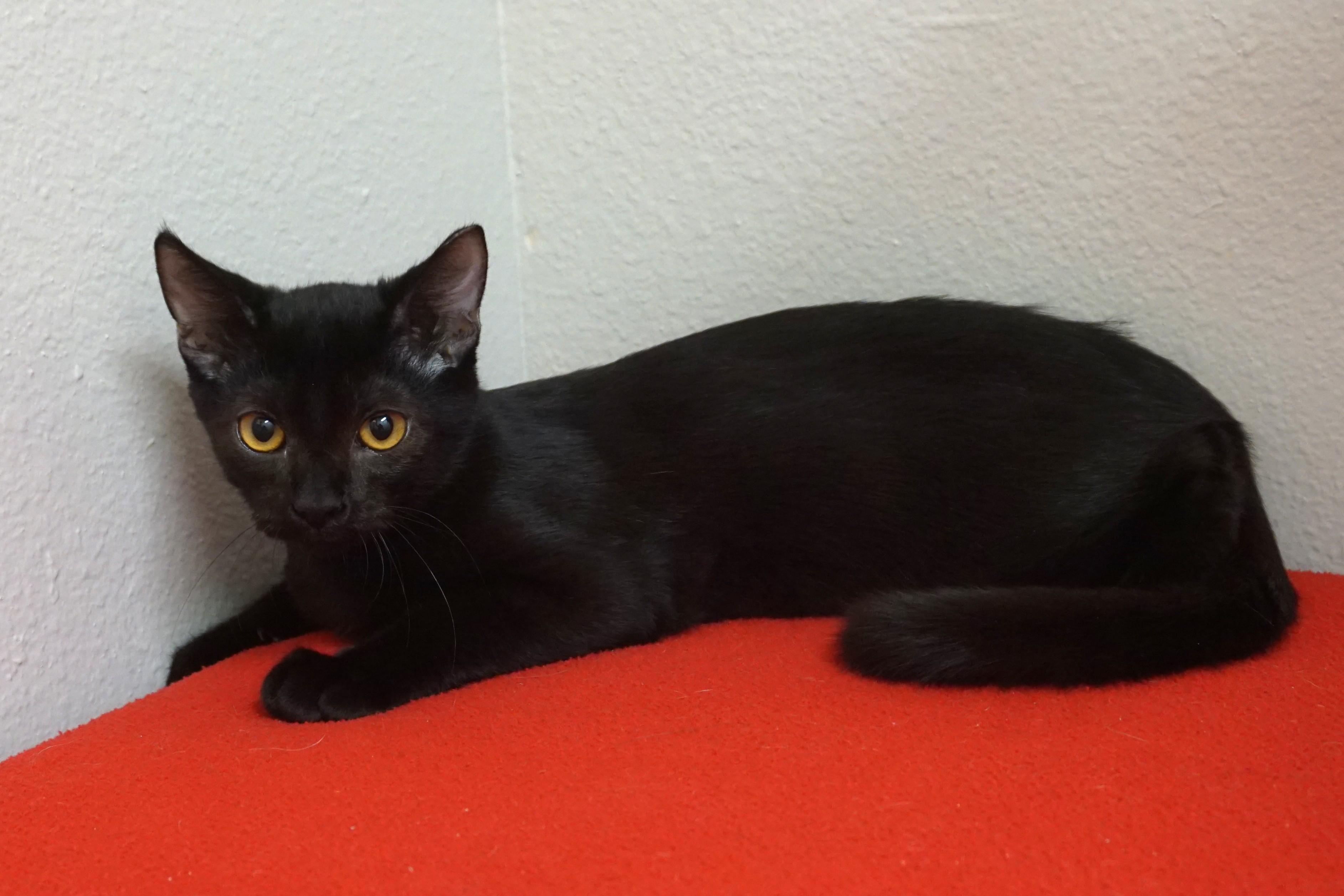 Enlarge Yoda, a Adoptable Domestic Short Hair in Fountain Hills, AZ image 5/5