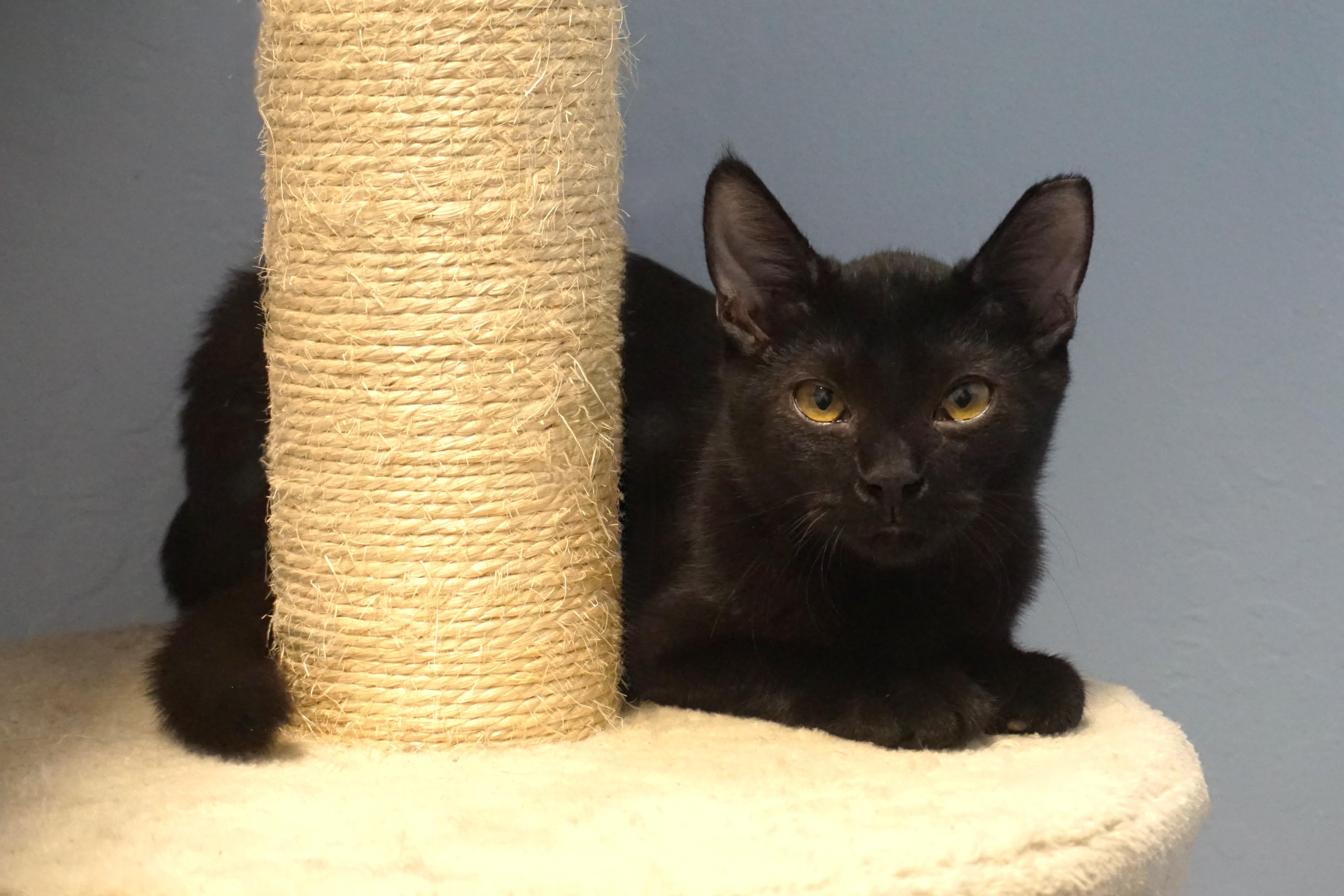 Enlarge Yoda, a Adoptable Domestic Short Hair in Fountain Hills, AZ image 1/5