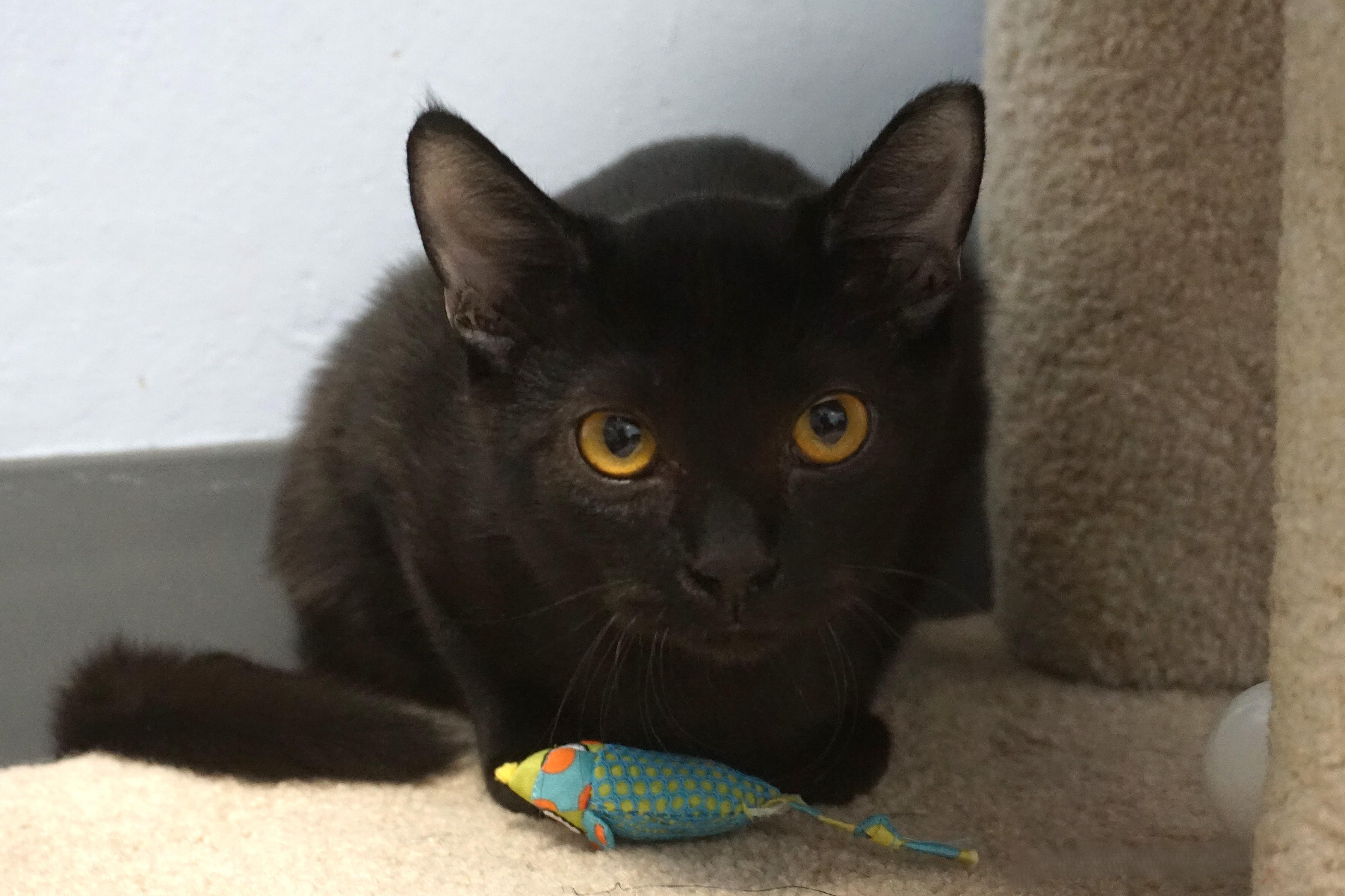 Enlarge Yoda, a Adoptable Domestic Short Hair in Fountain Hills, AZ image 3/5