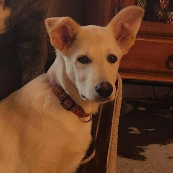 Ronnie , ADOPTABLE, Puppy Female German Shepherd Dog & Yellow Labrador Retriever.