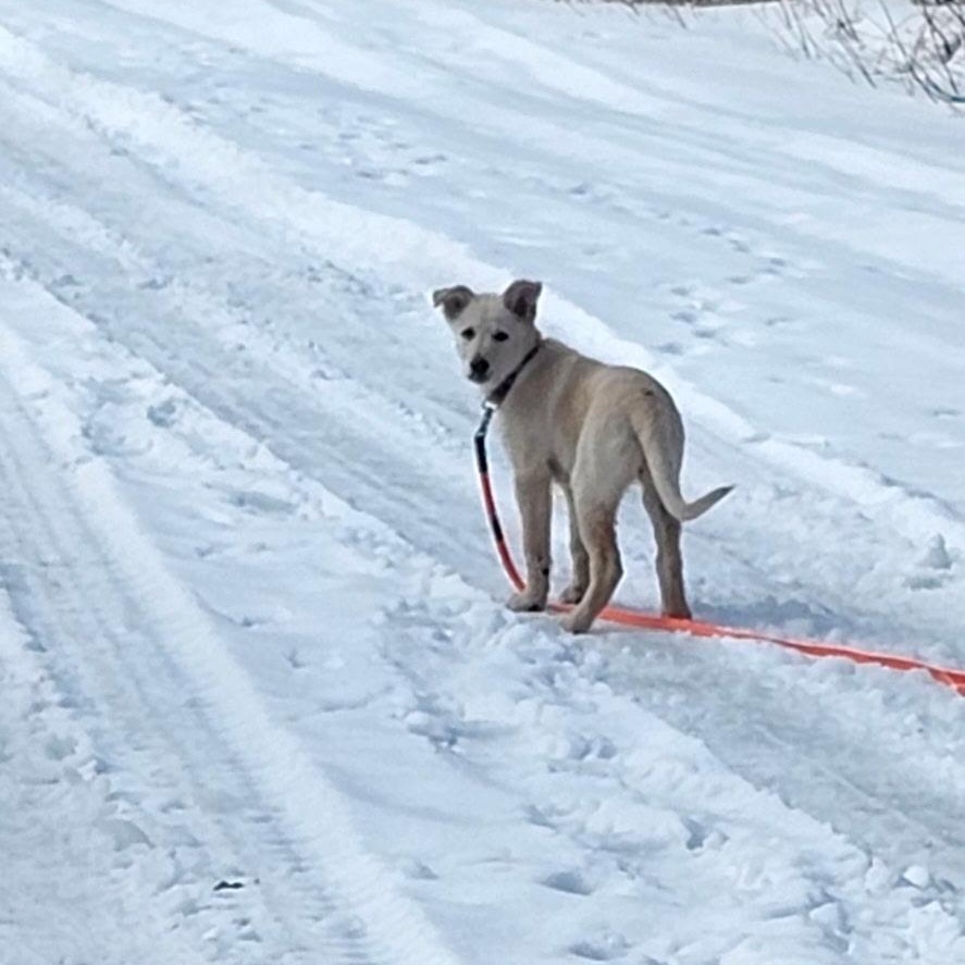 Enlarge Ronnie , a ADOPTABLE mixed breed in Richmond Hill, ON image 3/6