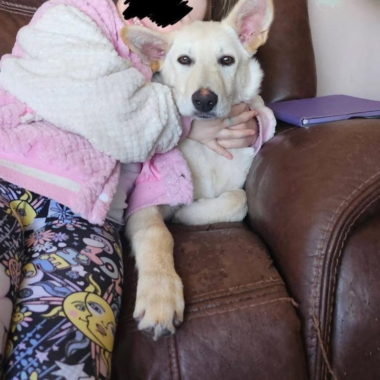 Enlarge Ronnie , a ADOPTABLE mixed breed in Richmond Hill, ON image 4/6