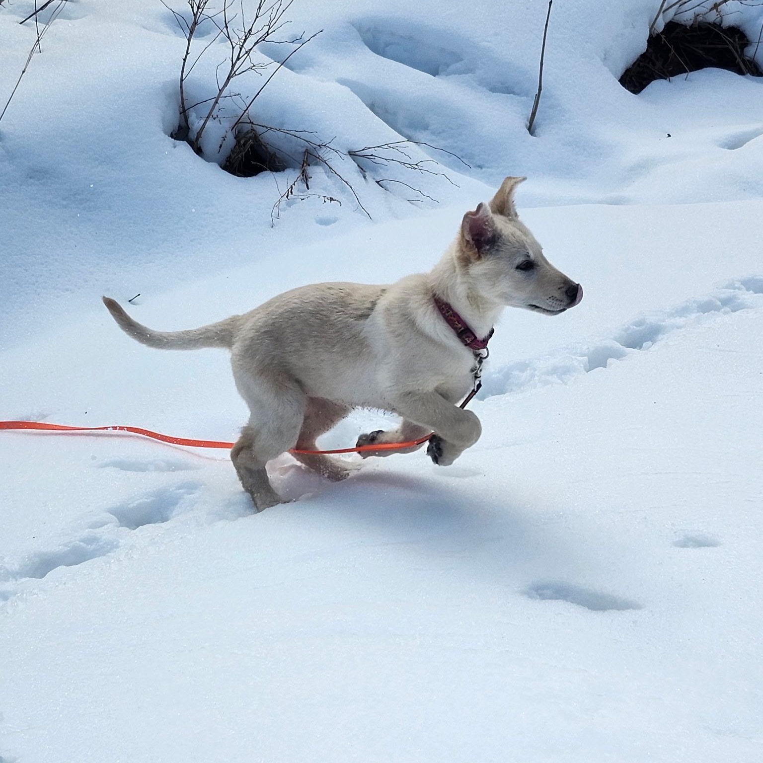 Enlarge Ronnie , a ADOPTABLE mixed breed in Richmond Hill, ON image 2/6