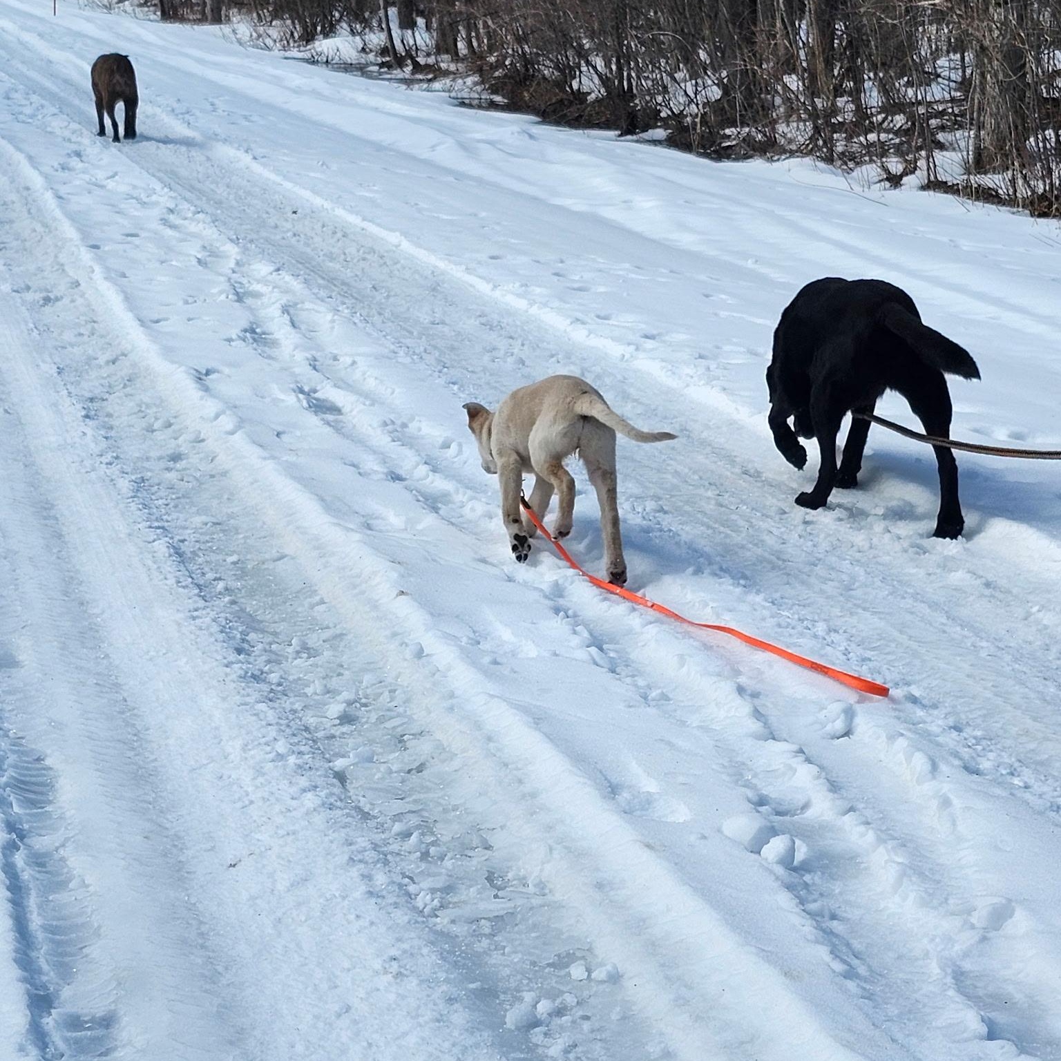 Enlarge Ronnie , a ADOPTABLE mixed breed in Richmond Hill, ON image 6/6