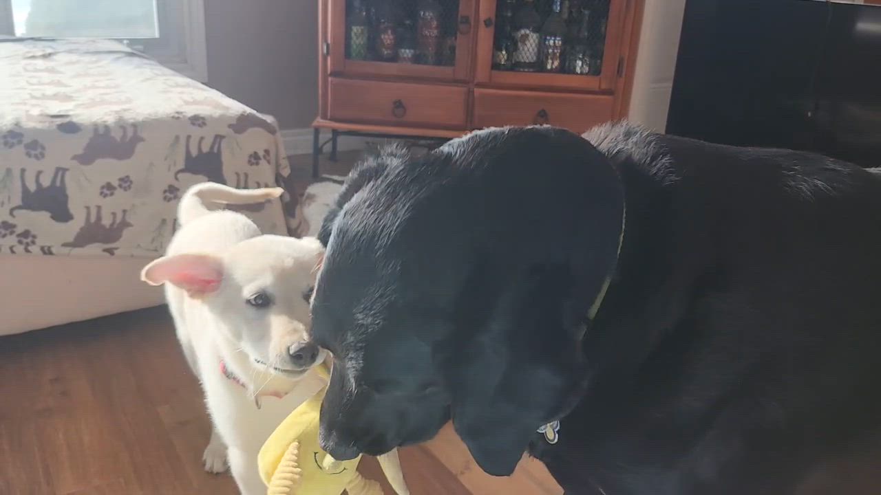 Enlarge Ronnie , a ADOPTABLE mixed breed in Richmond Hill, ON video 5/6