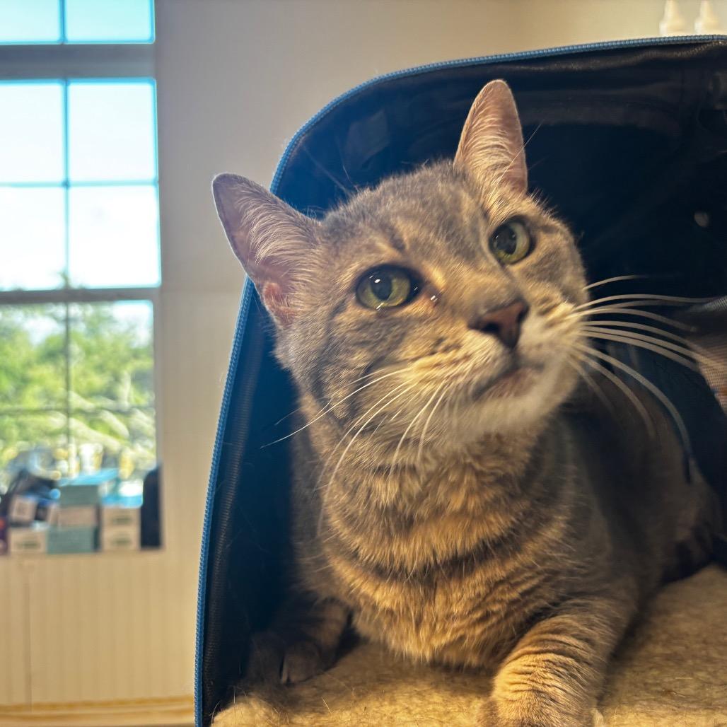 Enlarge Luna, a Adoptable mixed breed in Clearwater, FL image 1/2