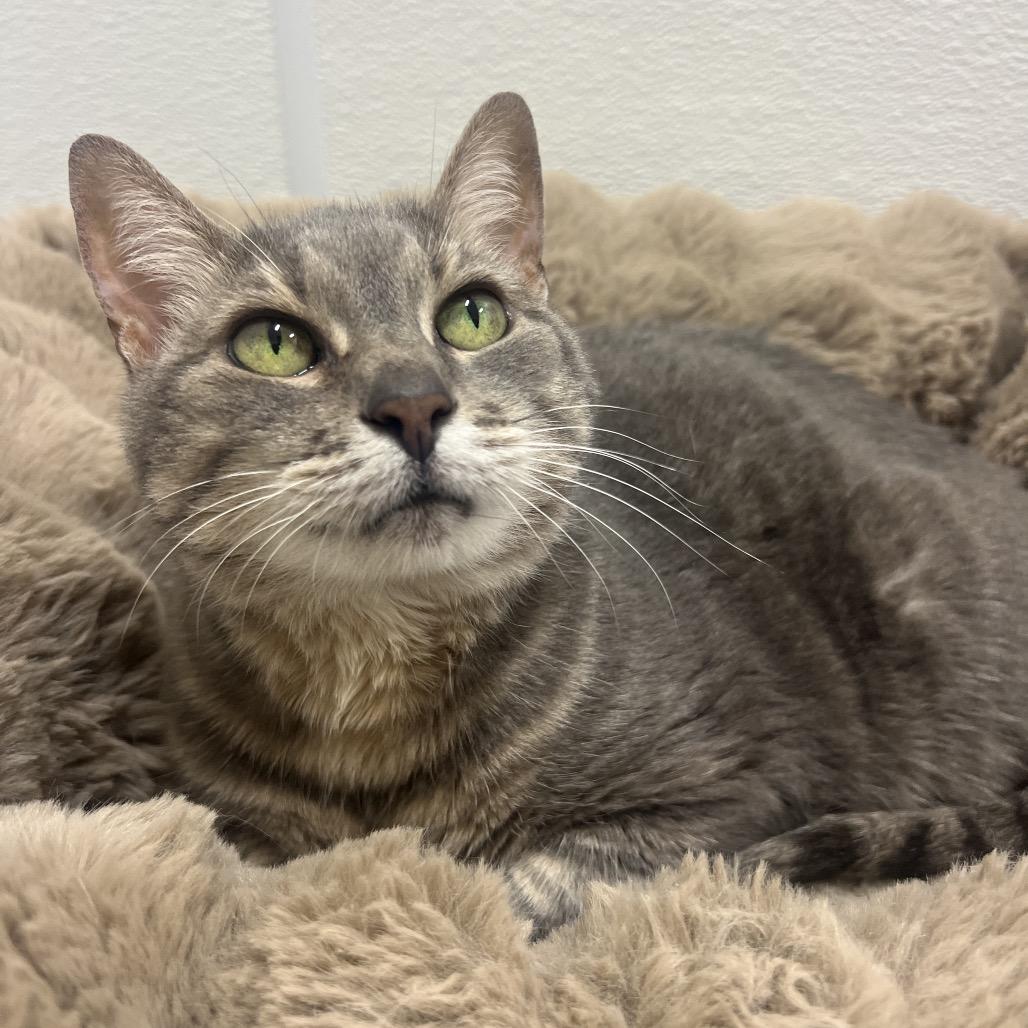 Enlarge Luna, a Adoptable mixed breed in Clearwater, FL image 2/2