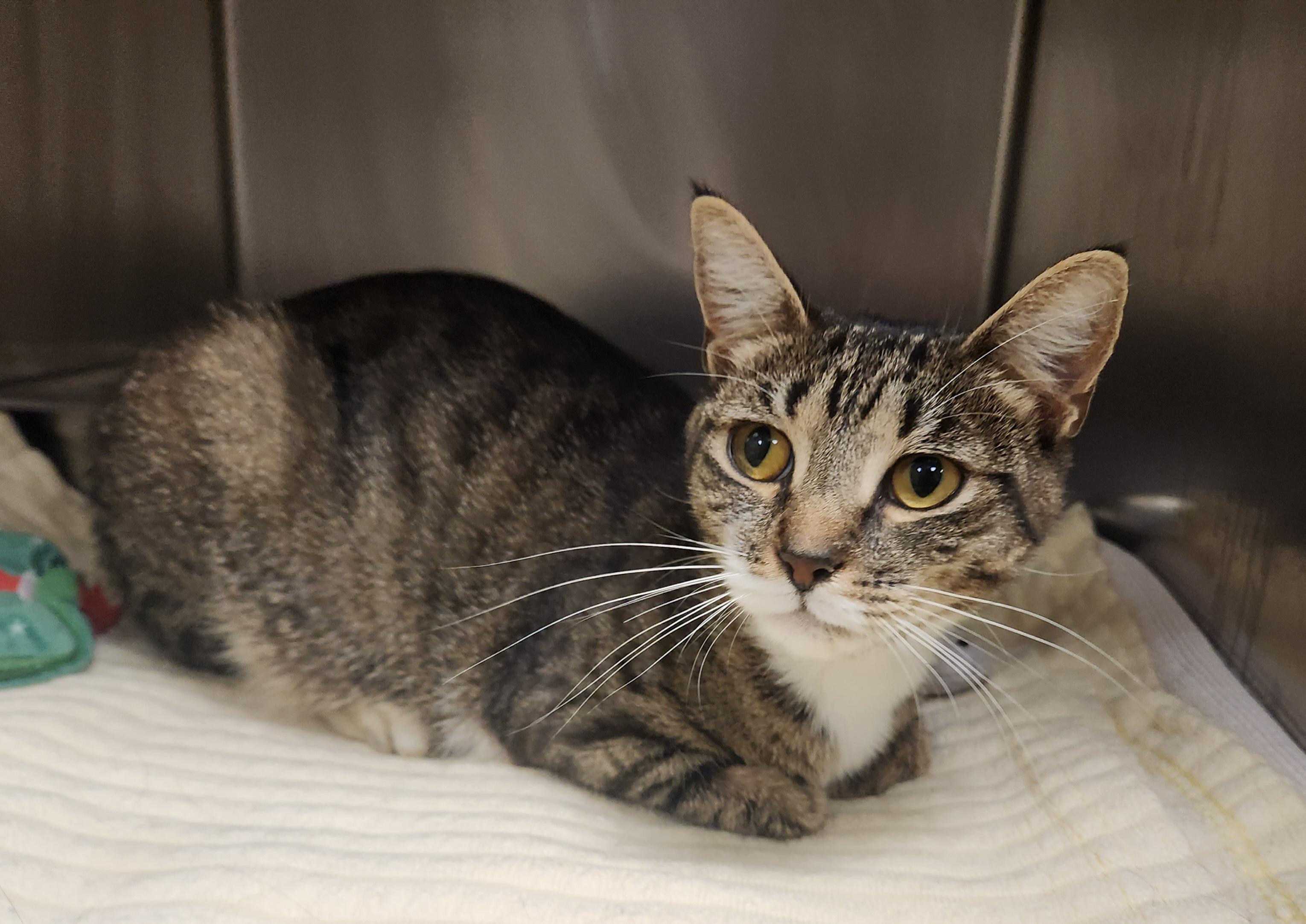 Starfish, ADOPTABLE, Young Female Domestic Short Hair.