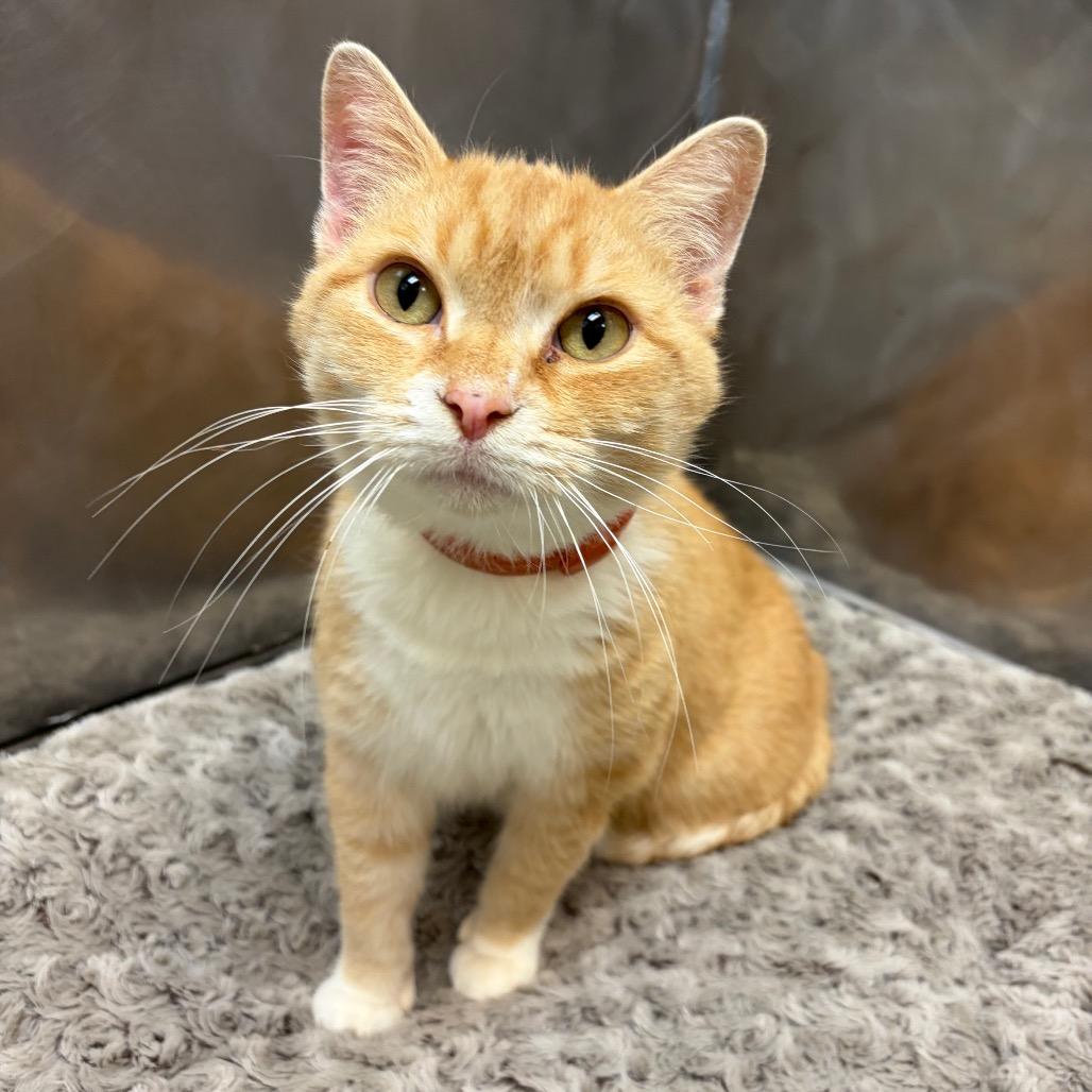 Princess thumbnail 2