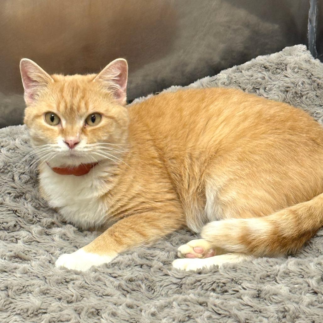 Princess thumbnail 3