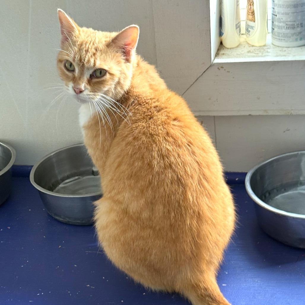 Princess thumbnail 4