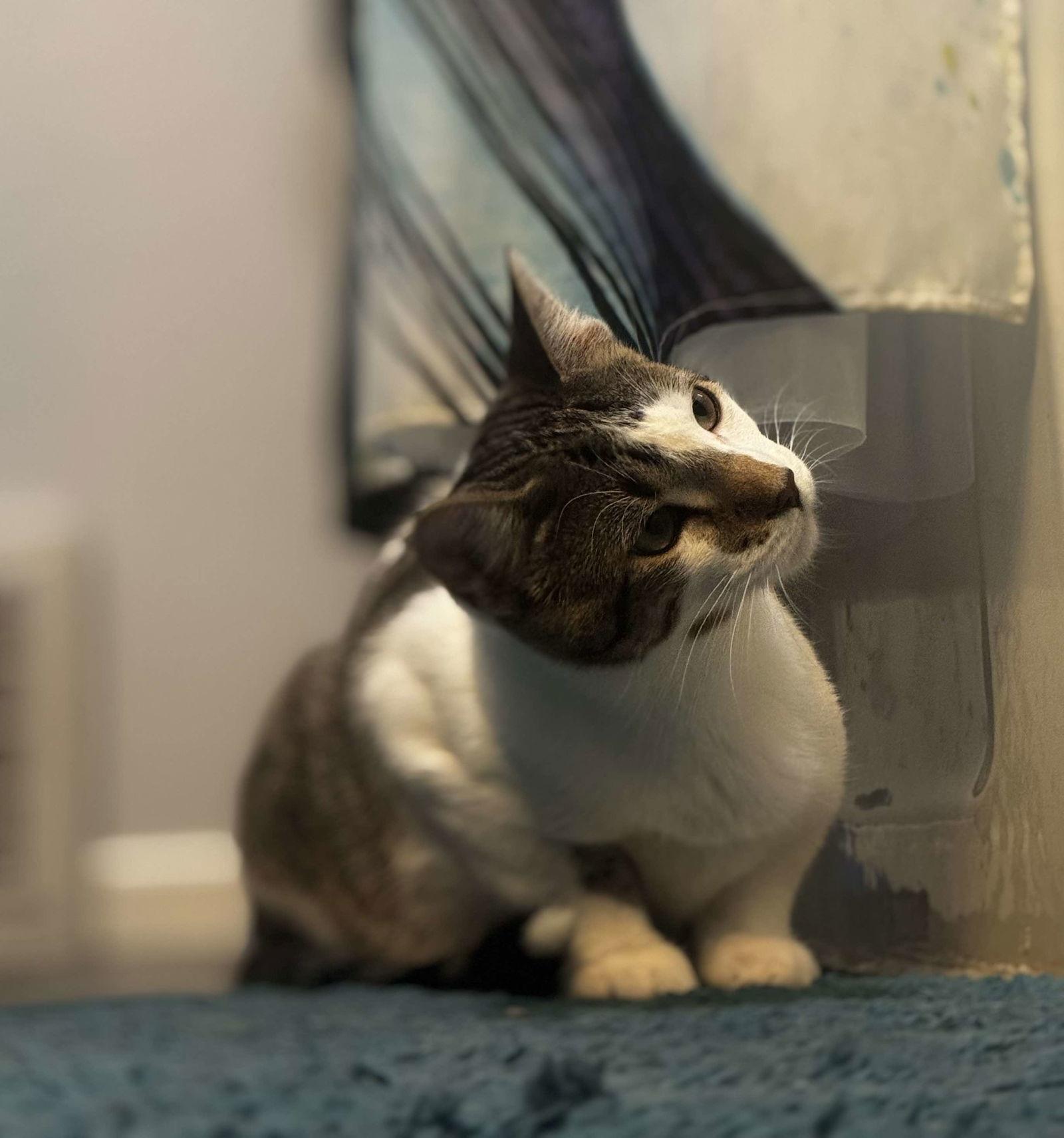 Enlarge Riggs, a Adopted Domestic Short Hair in Alexandria, MN image 1/3