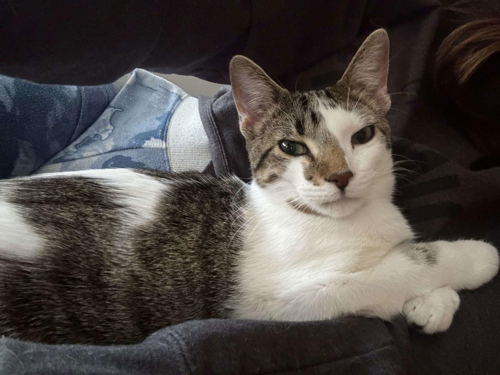 Enlarge Riggs, a Adopted Domestic Short Hair in Alexandria, MN image 2/3