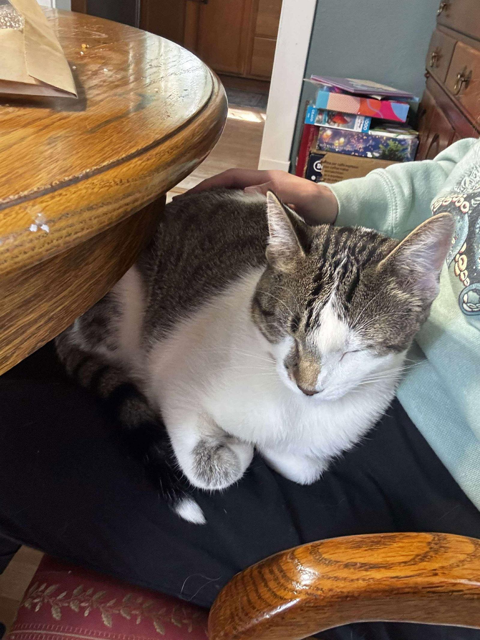 Enlarge Riggs, a Adopted Domestic Short Hair in Alexandria, MN image 3/3