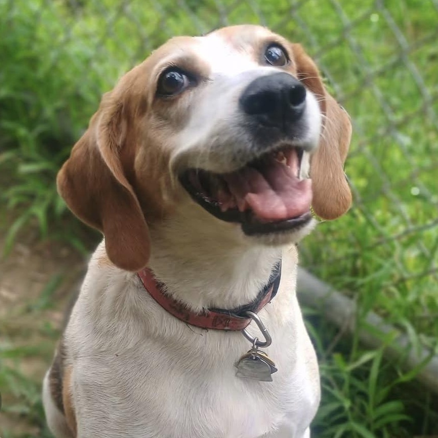 Enlarge Kyra, a Adoptable Foxhound in Exeter, RI image 1/1