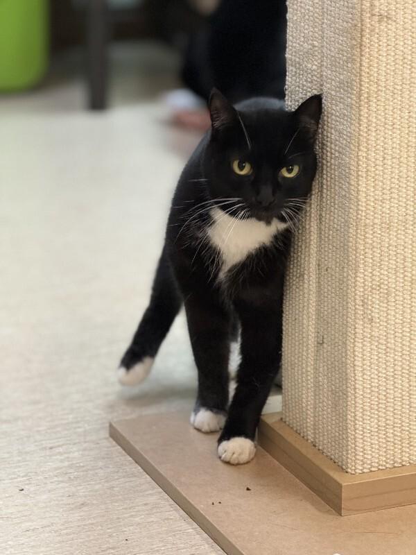 Poppy Seed, Adoptable, Senior Female Domestic Short Hair.