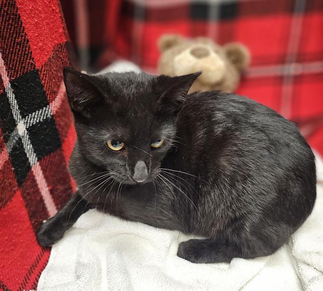 A1254814, Adoptable, Kitten Female Domestic Short Hair.