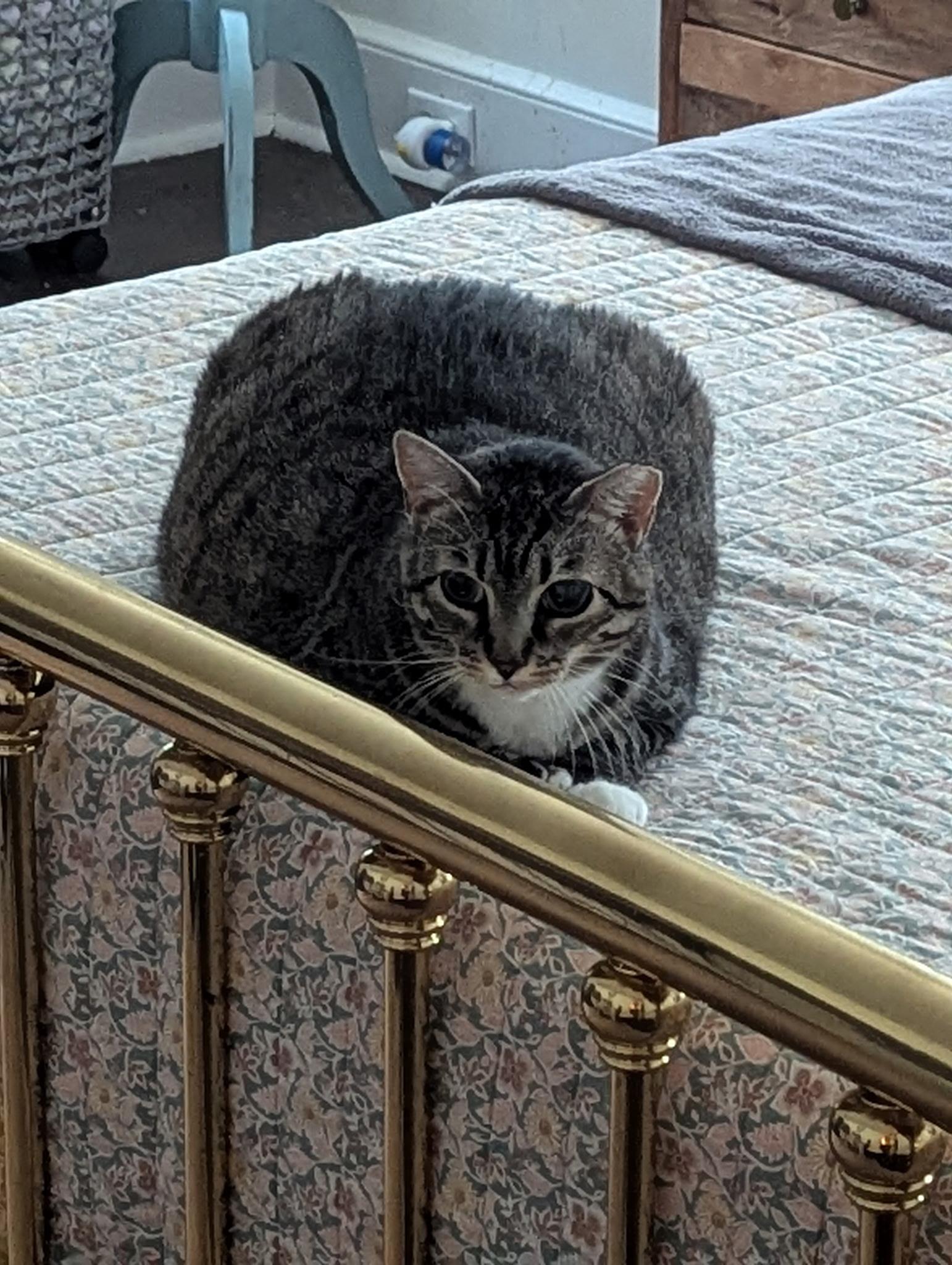 Enlarge Darling Darla, a Adoptable Domestic Short Hair in Concord, NH image 3/6