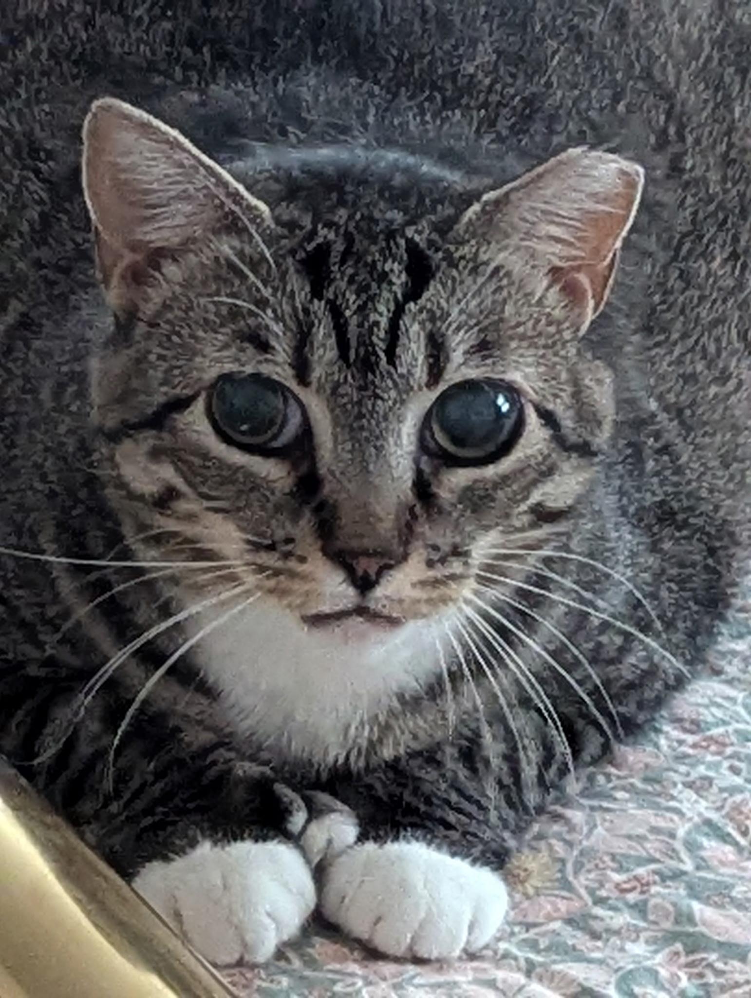 Enlarge Darling Darla, a Adoptable Domestic Short Hair in Concord, NH image 1/6