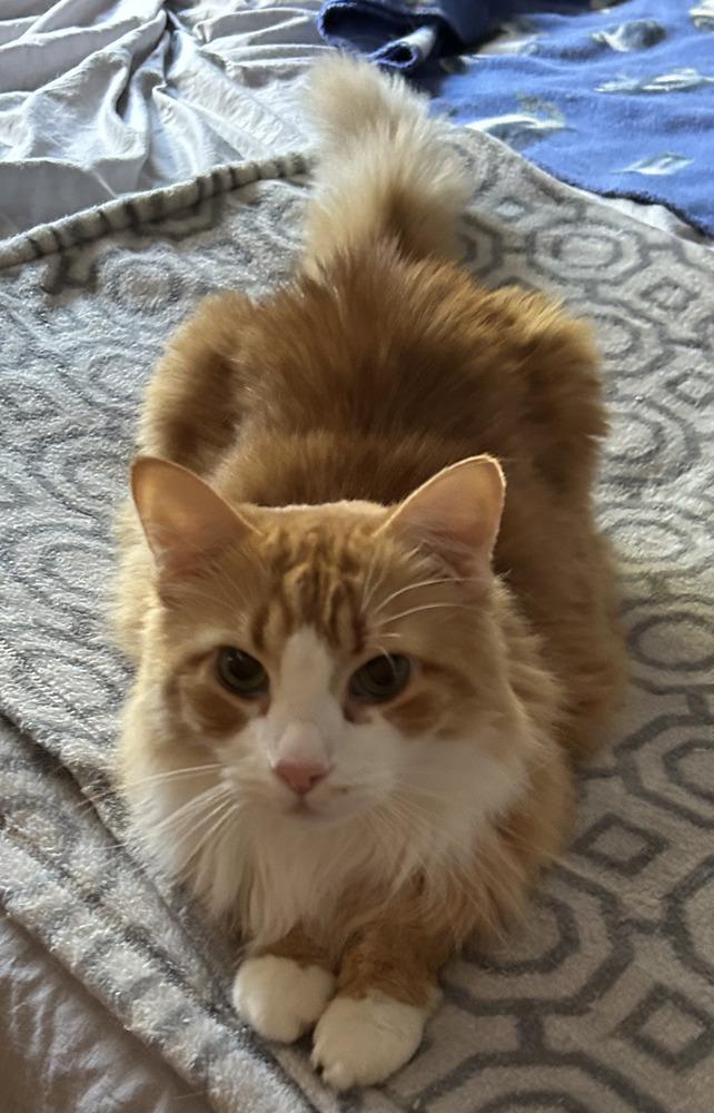 Fluffy, Adoptable, Senior Male Domestic Long Hair.