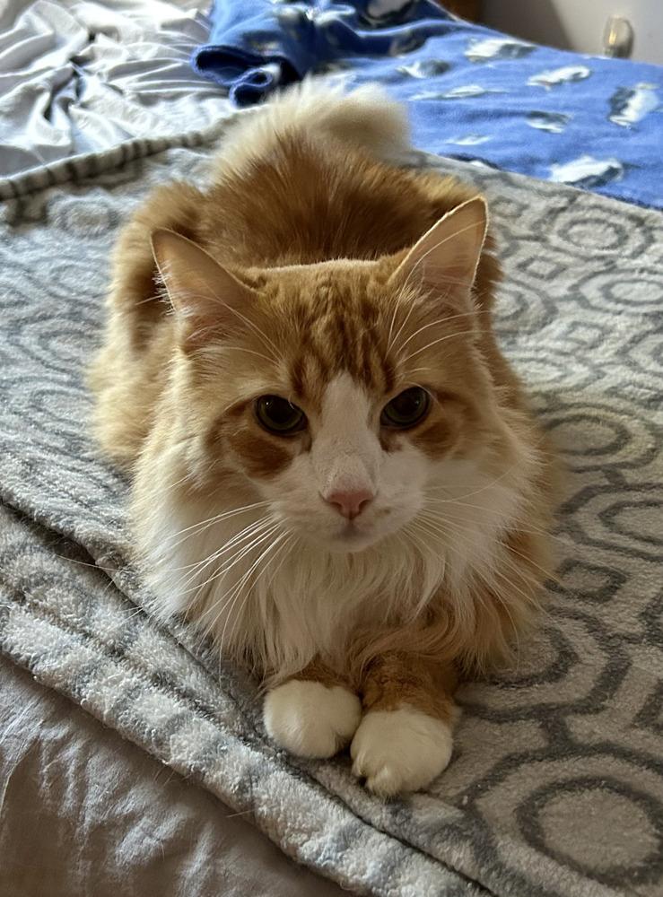 Enlarge Fluffy, a Adoptable Domestic Long Hair in Westwood, NJ image 2/5