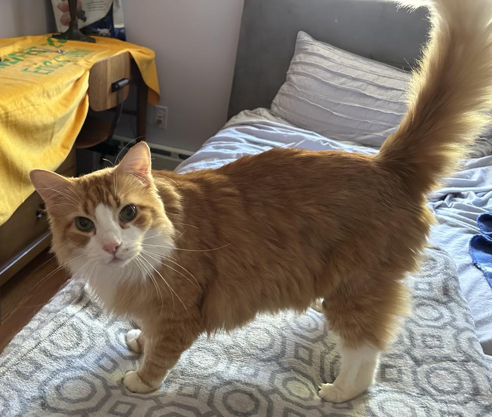 Enlarge Fluffy, a Adoptable Domestic Long Hair in Westwood, NJ image 3/5