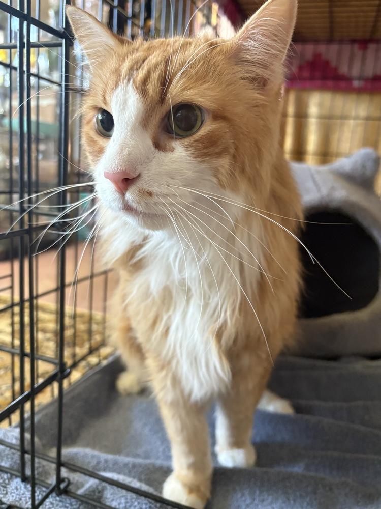 Enlarge Fluffy, a Adoptable Domestic Long Hair in Westwood, NJ image 1/1