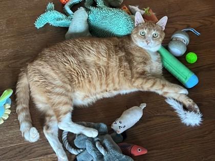 Enlarge Maxx, a Adoptable Domestic Short Hair in Cleveland, OH image 2/6