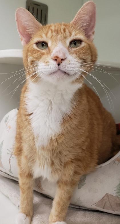 Enlarge Maxx, a Adoptable Domestic Short Hair in Cleveland, OH image 4/6