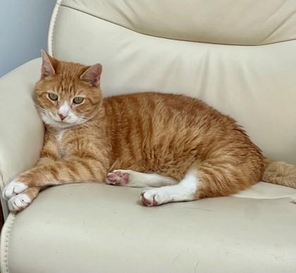 Enlarge Maxx, a Adoptable Domestic Short Hair in Cleveland, OH image 5/6