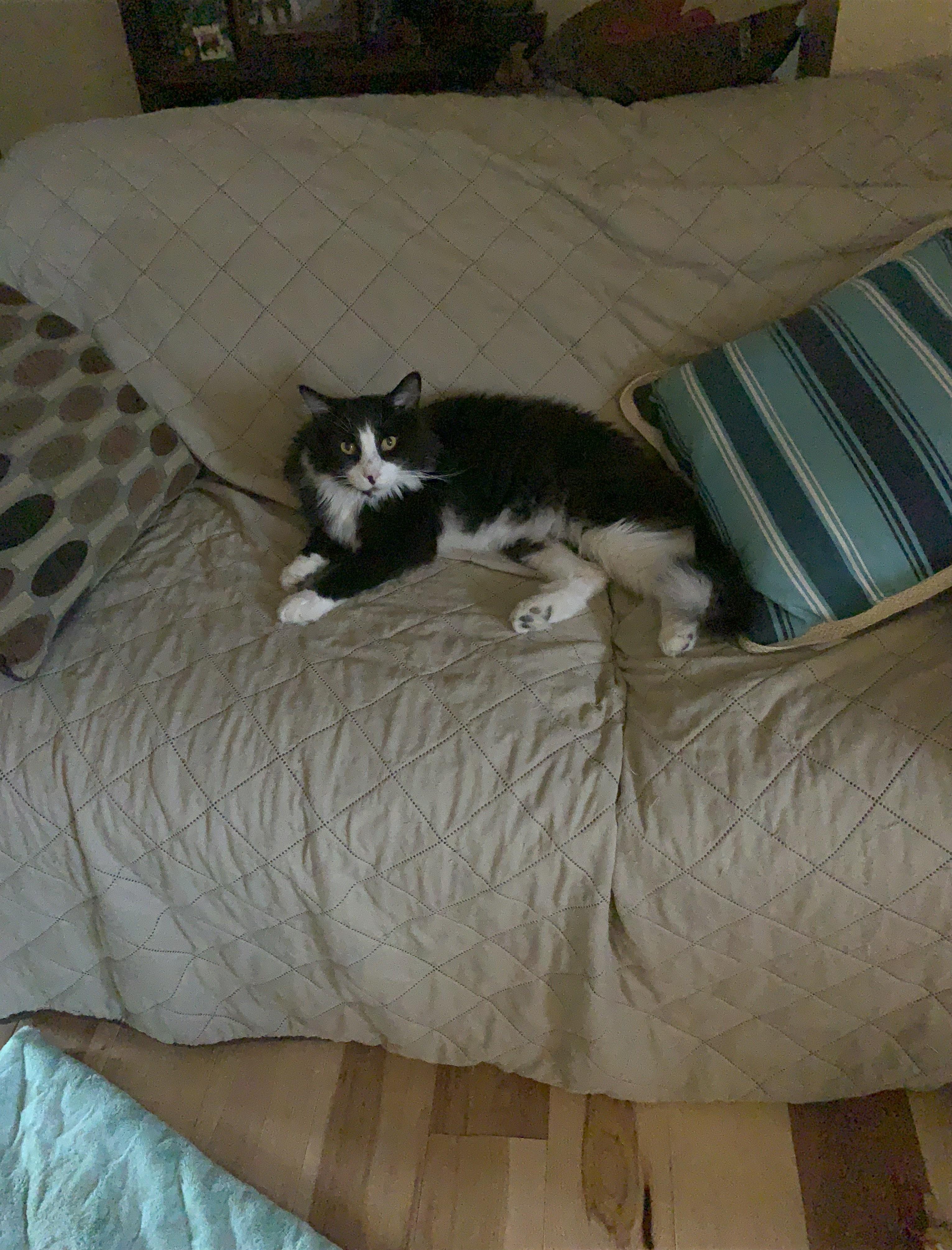 Snoopy "A Striking Tuxedo", a Adopted Tuxedo in Sedalia, MO image 1/2