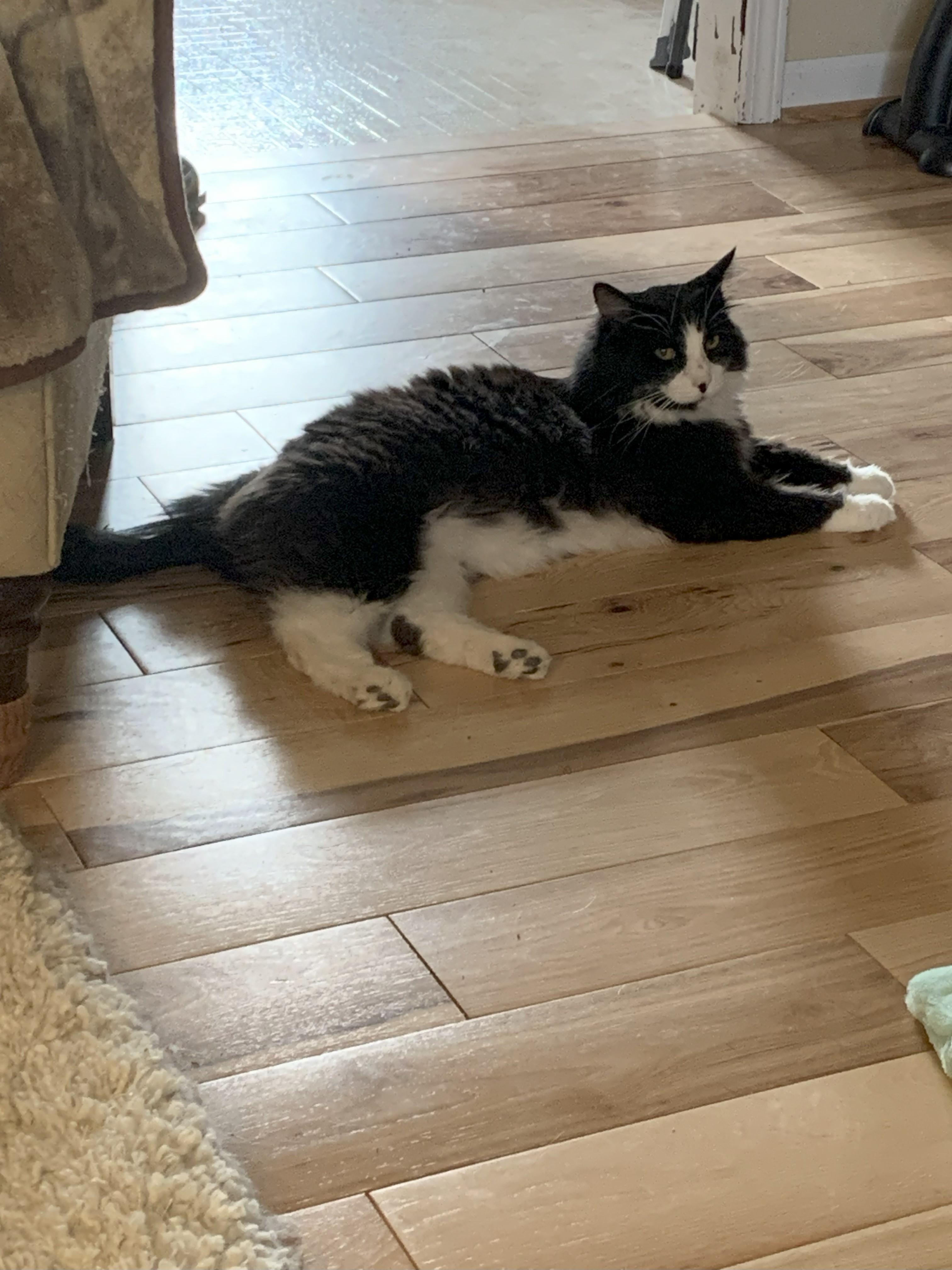 Snoopy "A Striking Tuxedo"