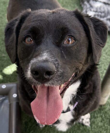 Cudi, Adoptable, Young Female Hound.