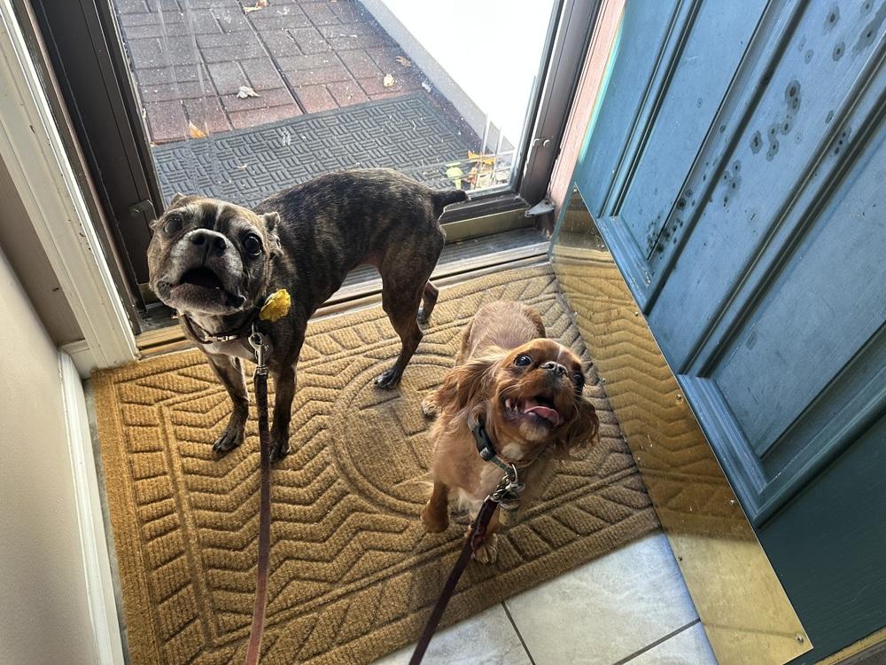 Sophie, Adoptable, Senior Female French Bulldog & Boston Terrier.