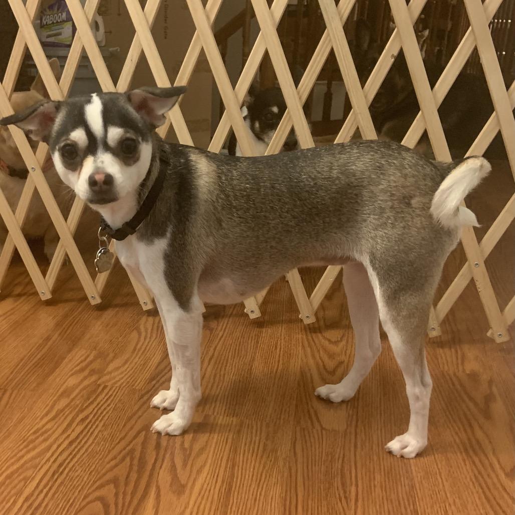 Lola, Adoptable, Adult Female Chihuahua.