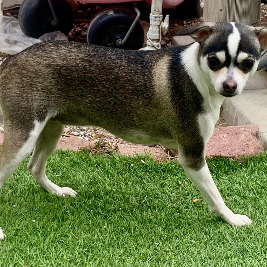Enlarge Lola, a Adoptable Chihuahua in Las Vegas, NV image 2/3