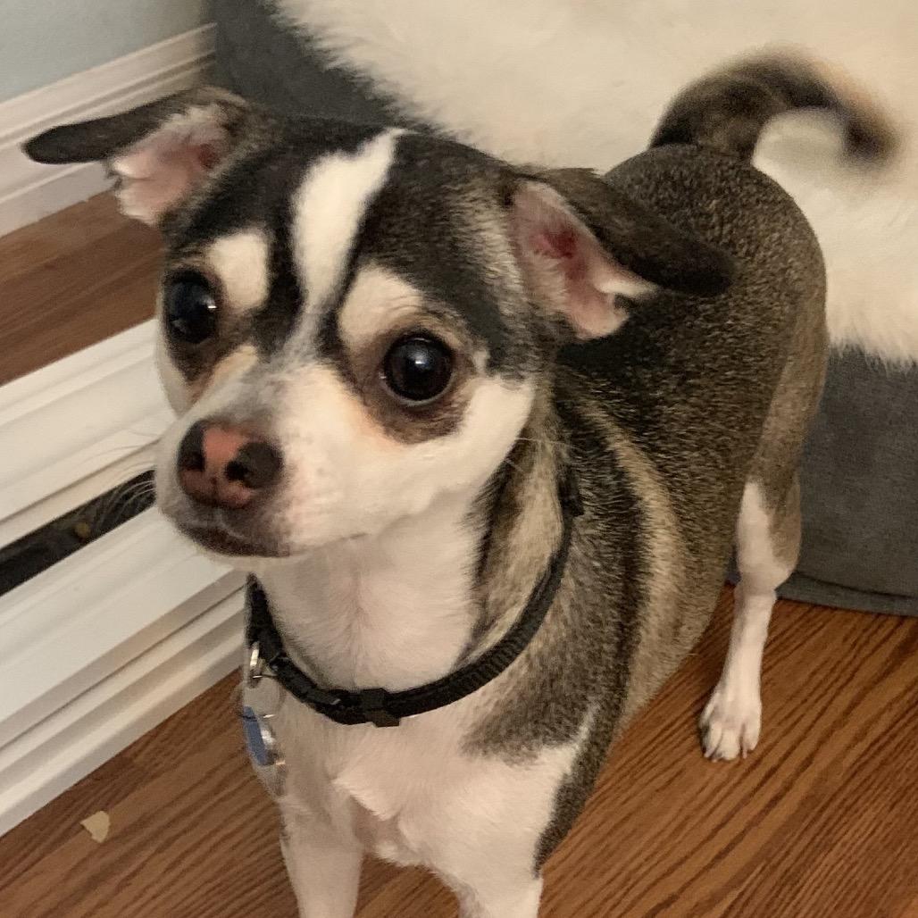 Enlarge Lola, a Adoptable Chihuahua in Las Vegas, NV image 3/3