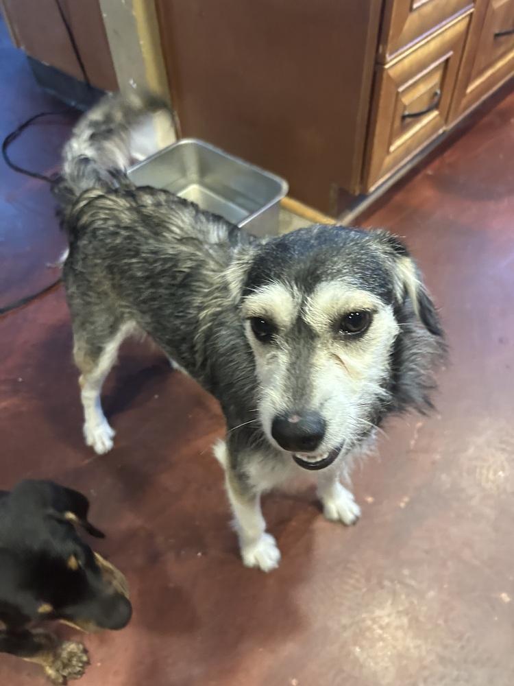 Cheyenne, Adoptable, Young Female Schnauzer & Parson Russell Terrier.