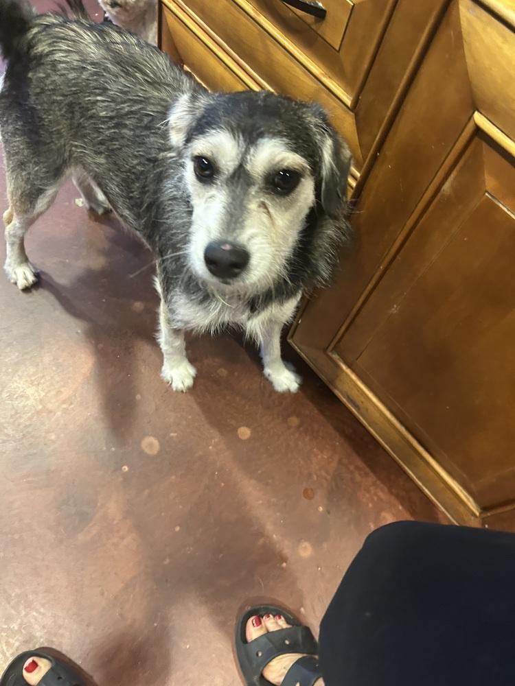 Cheyenne, a Adoptable mixed breed in San Diego, CA image 2/6