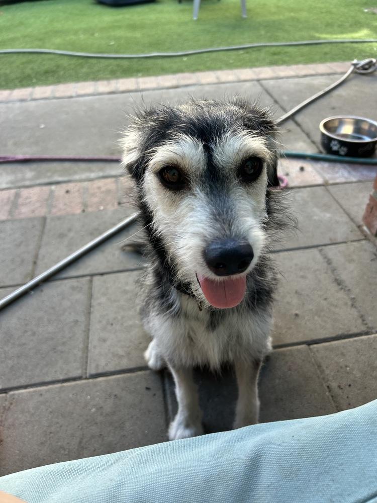 Cheyenne, a Adoptable mixed breed in San Diego, CA image 3/6