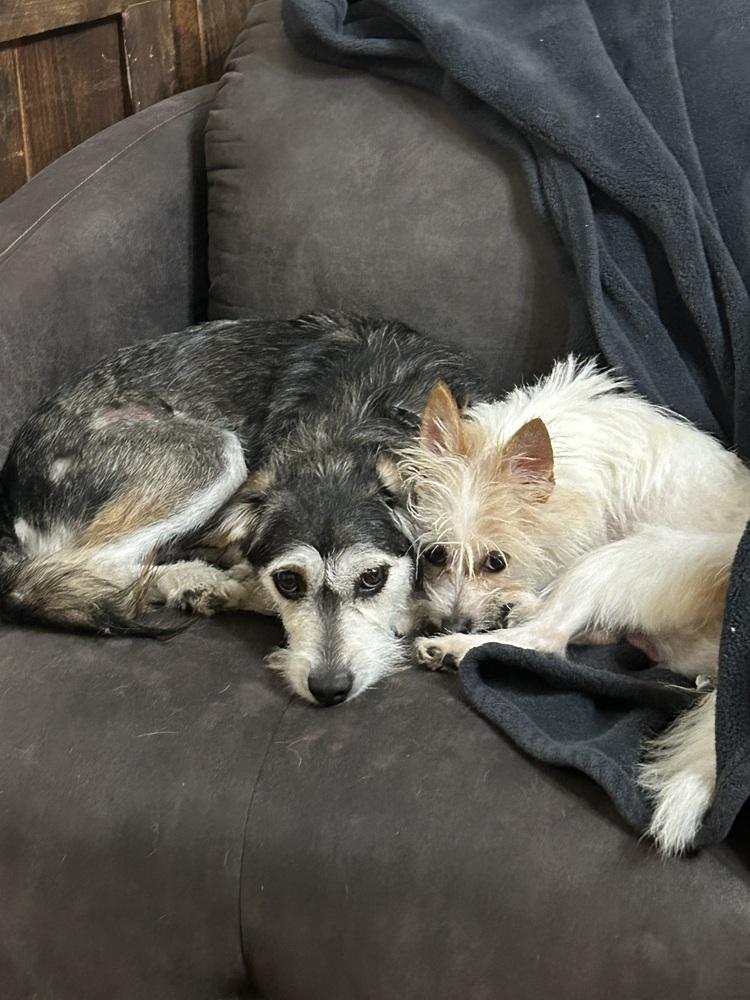 Cheyenne, a Adoptable mixed breed in San Diego, CA image 4/6