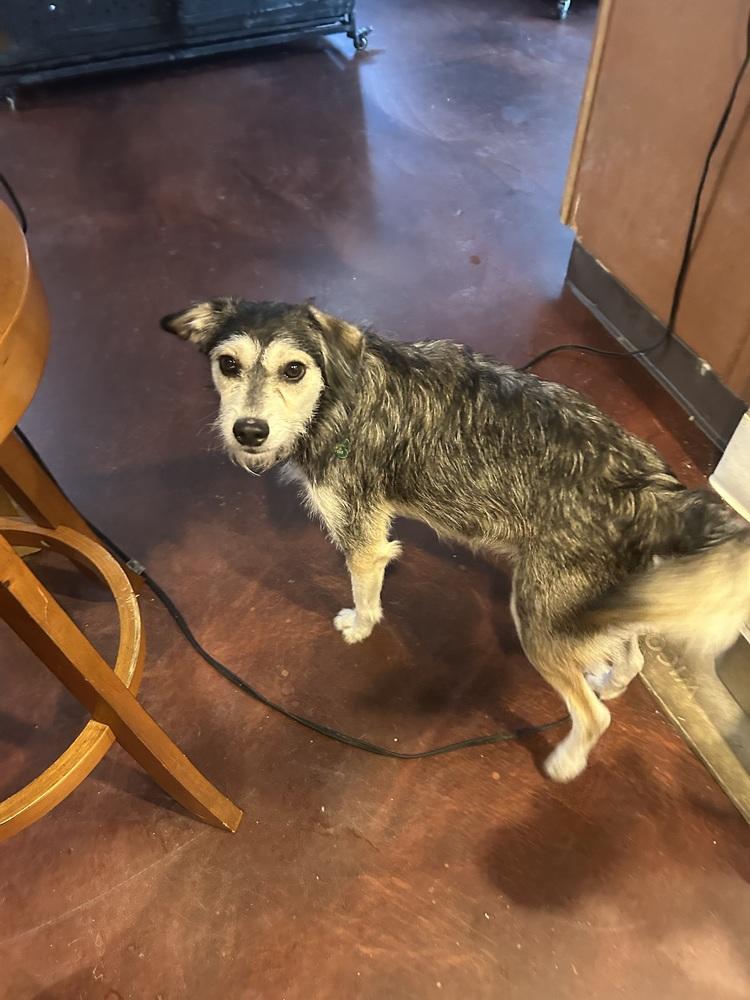 Cheyenne, a Adoptable mixed breed in San Diego, CA image 5/6