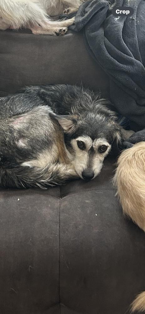 Cheyenne, a Adoptable mixed breed in San Diego, CA image 6/6