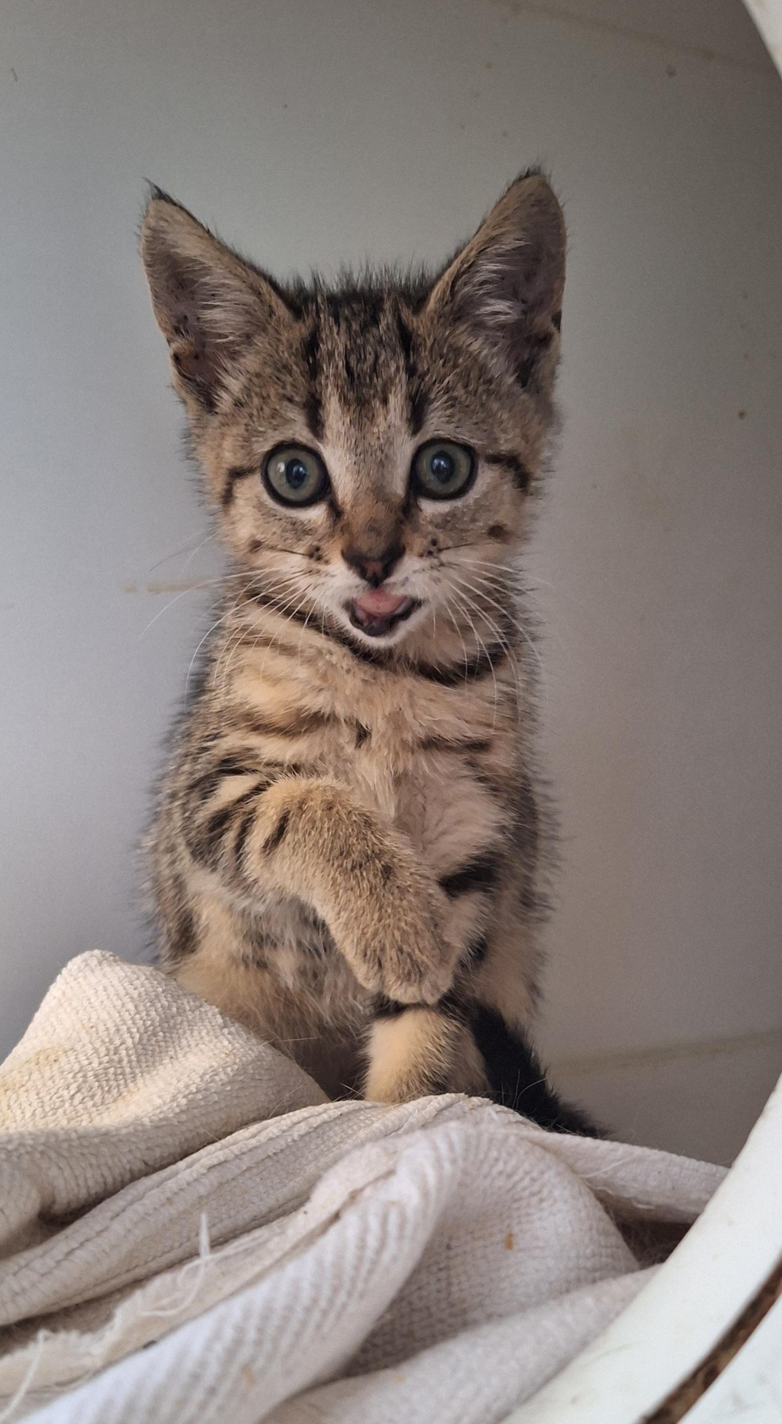 Enlarge Tabitha, a Adoptable Tabby in Stanton, KY image 2/4
