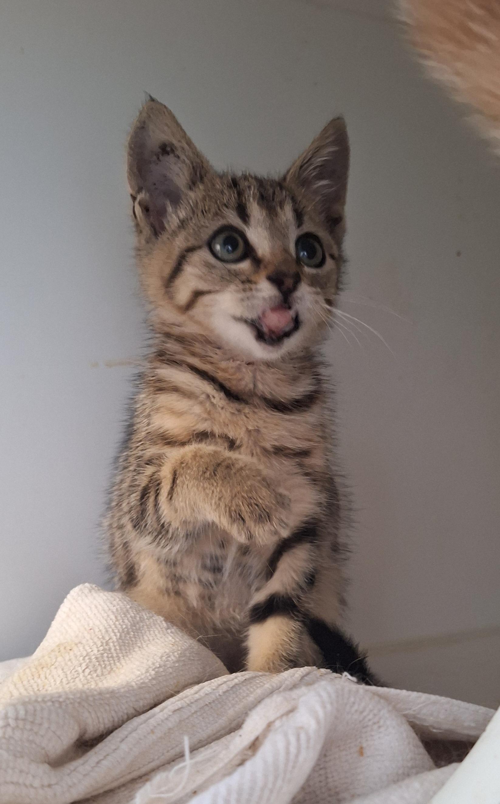 Enlarge Tabitha, a Adoptable Tabby in Stanton, KY image 4/4