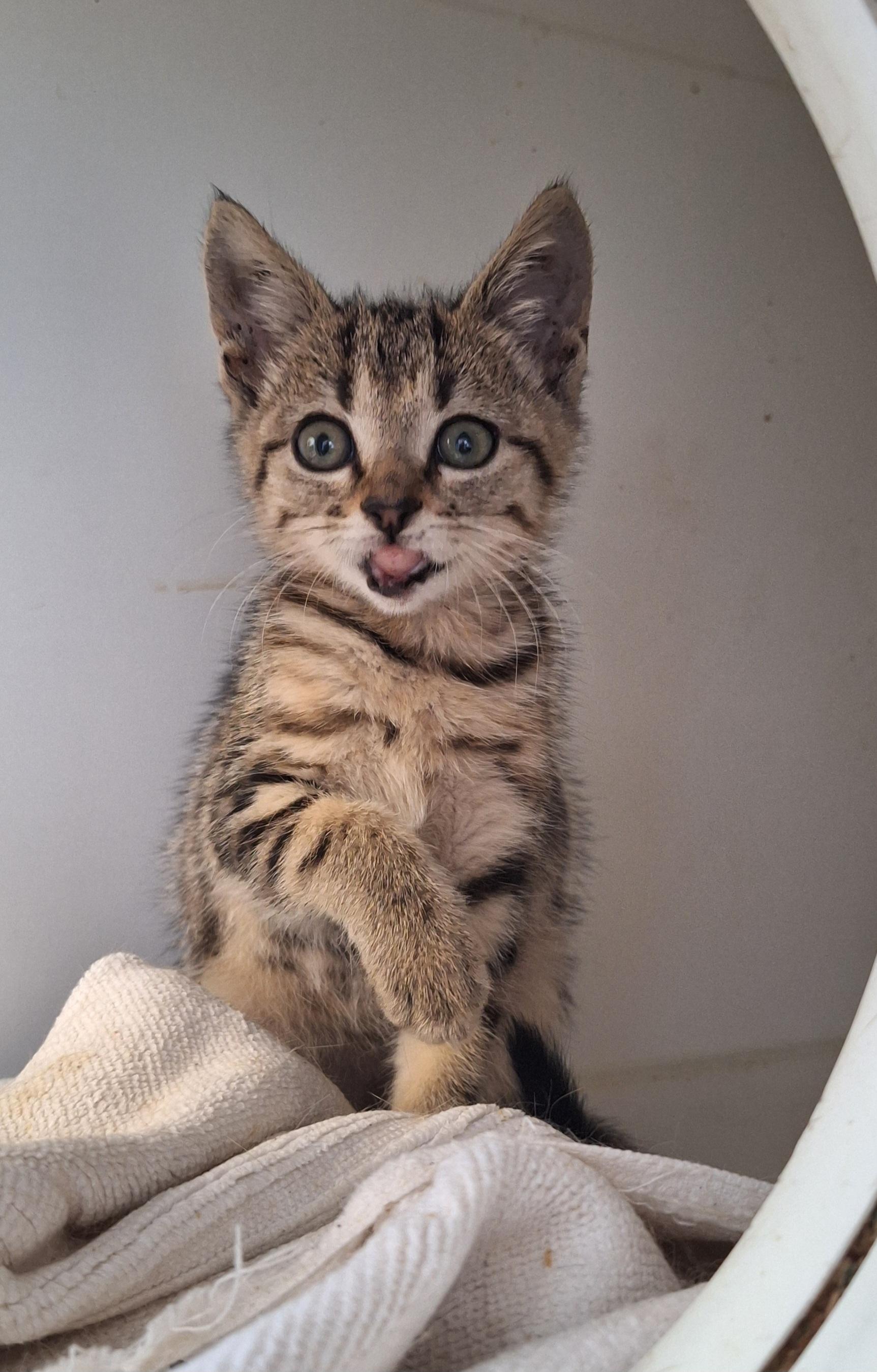 Tabitha, Adoptable, Kitten Female Tabby.