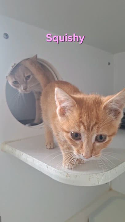 Enlarge Tabitha, a Adoptable Tabby in Stanton, KY video 3/4