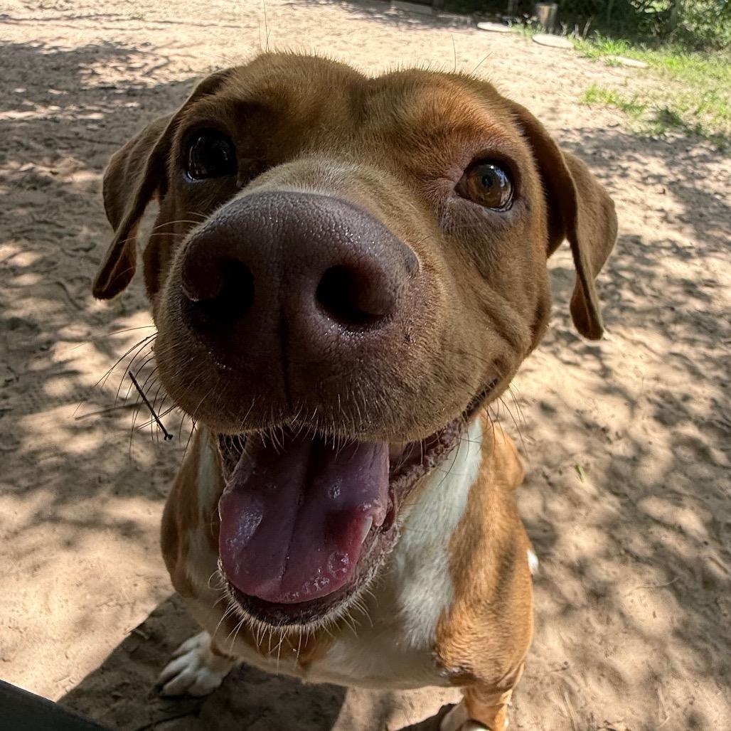 Randall, Adoptable, Adult Male Mixed Breed.