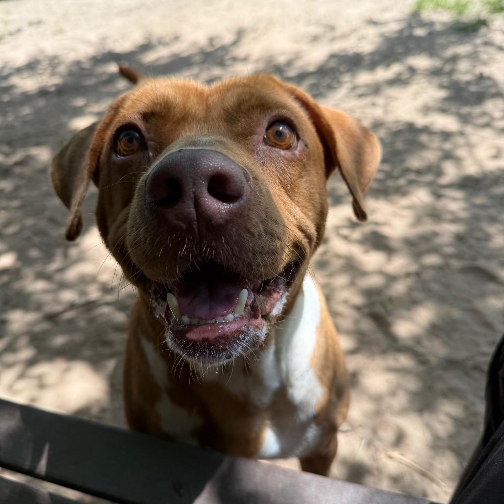 Randall, a Adoptable Mixed Breed in Pensacola, FL image 2/6