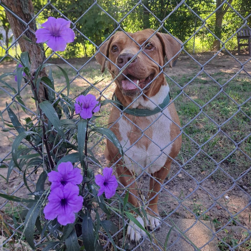 Enlarge Randall, a Adoptable Mixed Breed in Pensacola, FL image 3/6